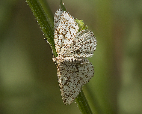 Heliomata glarearia - Geometridae